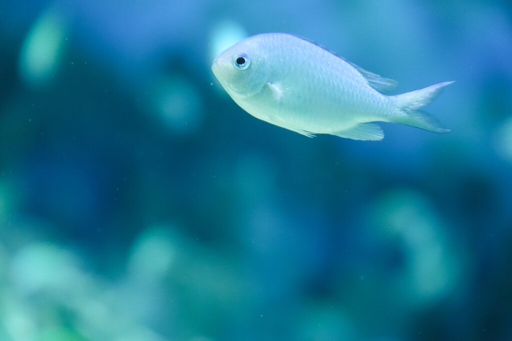 水族館