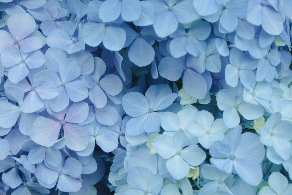 紫陽花