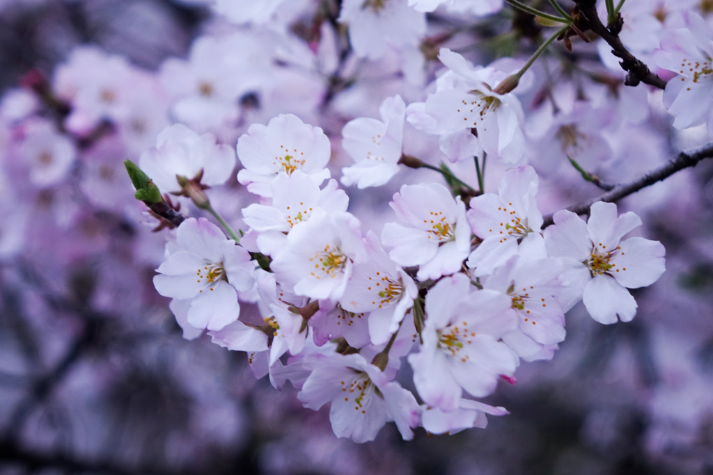 sakura