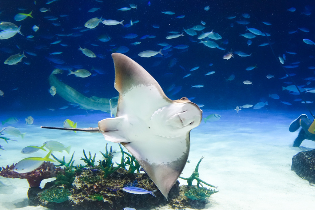 水族館
