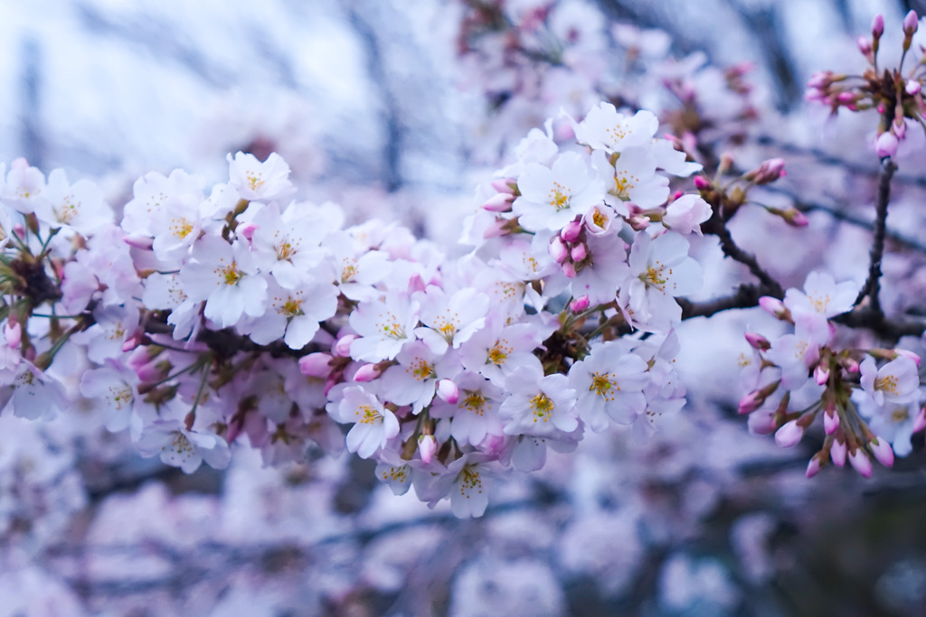 sakura