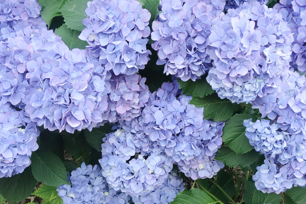 紫陽花