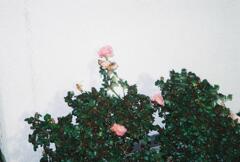 ばらの花