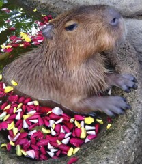 カピバラと花びら池