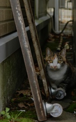 路地裏の猫