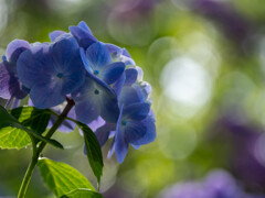 光彩の花