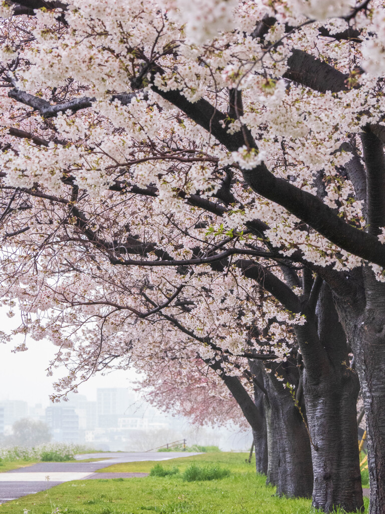 雨上がりの桜