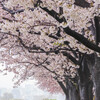 雨上がりの桜