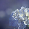 幻想の紫陽花