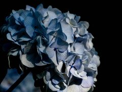 紫陽花の光