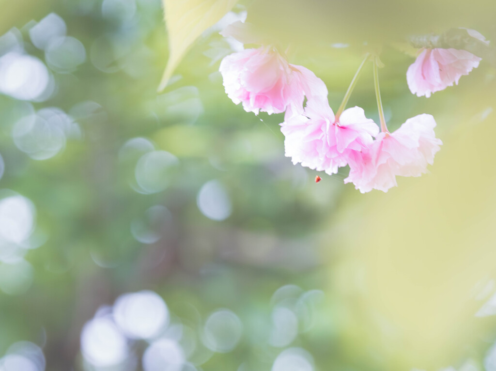 やさしい桜色