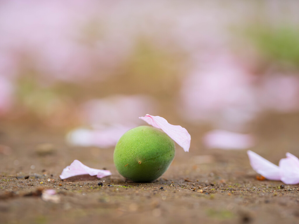 花びら帽子