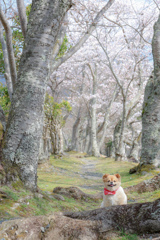 貸し切りの桜小道