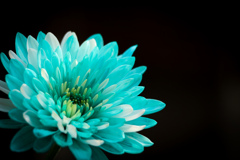 カラーリングマム②