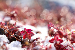 雪の日の朝の輝き