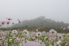 朝霧に包まれて 朝霧に包まれて