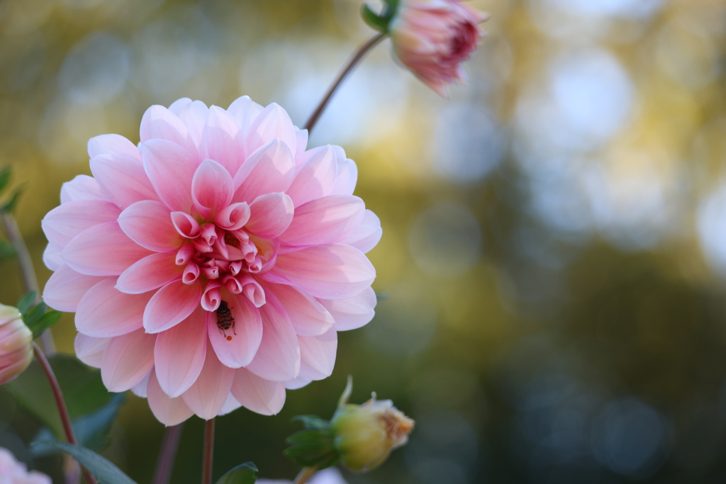 最終日のダリア②