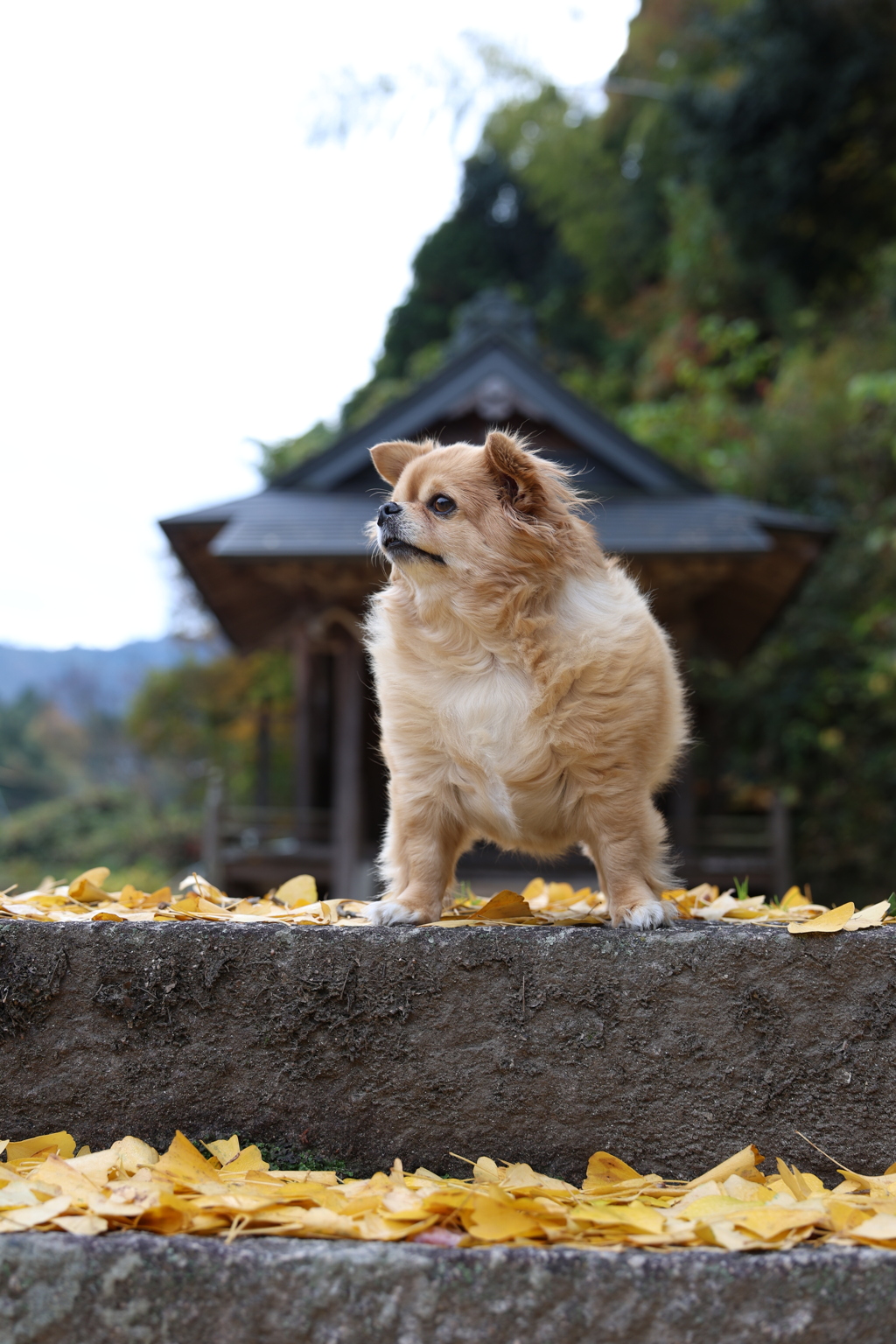 絵にならないモデル