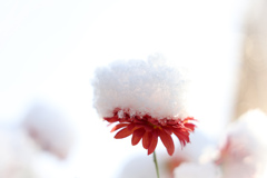 初雪を乗せて②