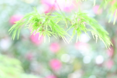 線香花火