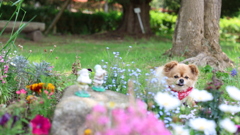 花壇の後ろで一休み