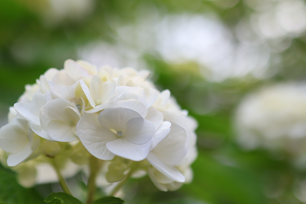 観音寺の紫陽花