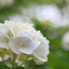 観音寺の紫陽花