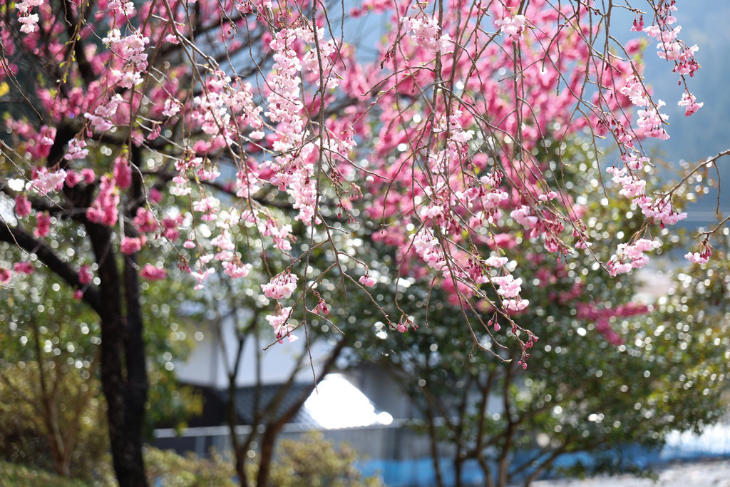 キラキラと