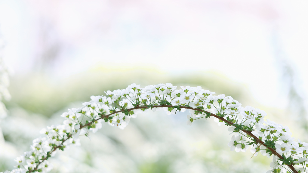 花のアーチ