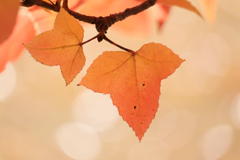 紅葉も終わり①