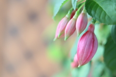 連なる蕾