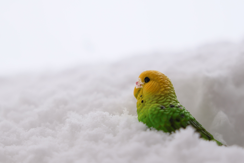 新雪とインコ(置物)
