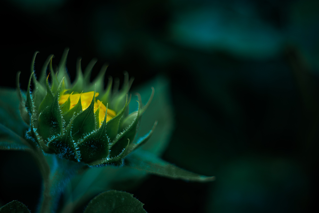 静かに花ひらく時を待つ
