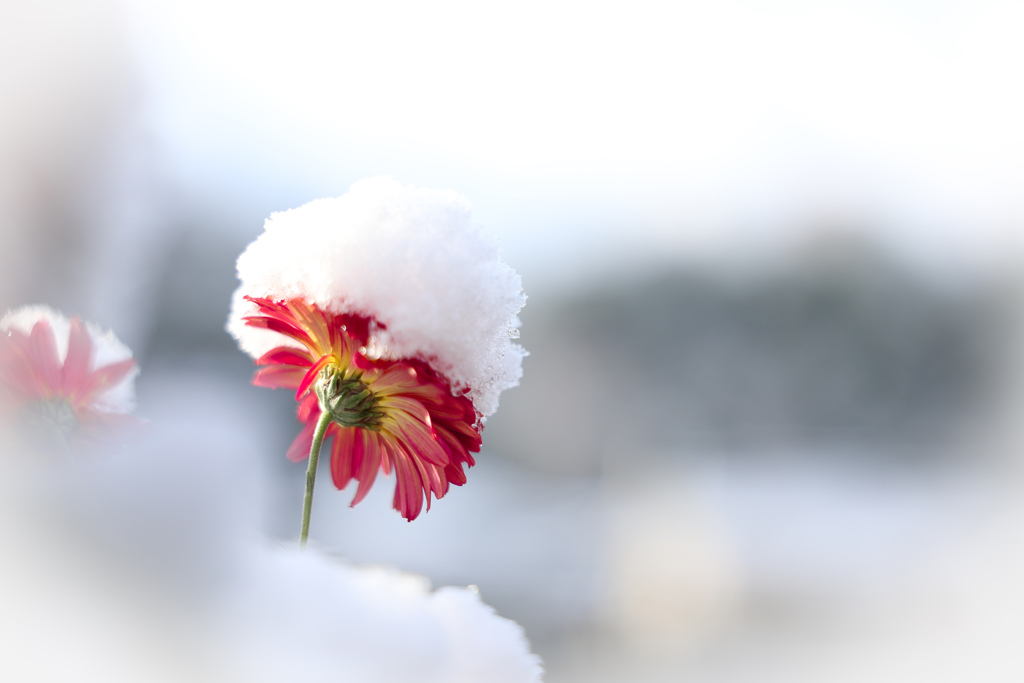 初雪を乗せて
