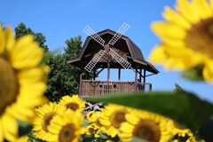 ひまわりに囲まれて