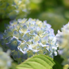 木漏れ日の紫陽花