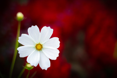 赤と白と 赤と白と