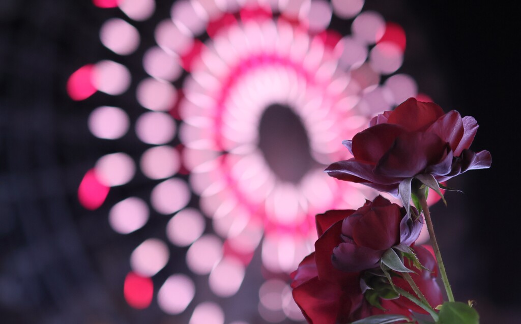 紅い薔薇と観覧車