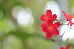 赤い桜