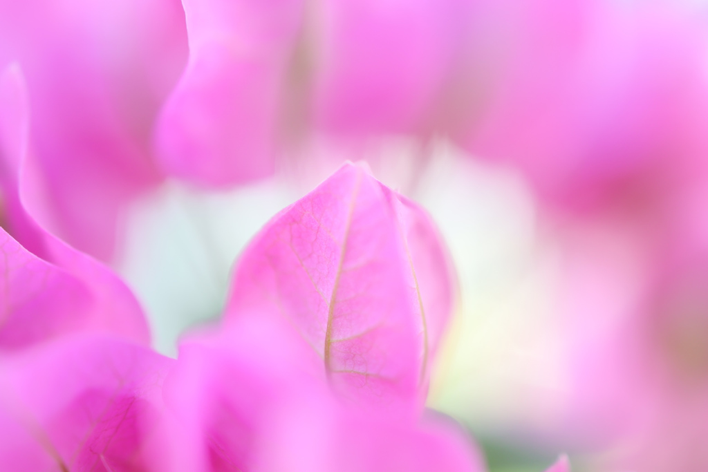 花びらに囲まれて