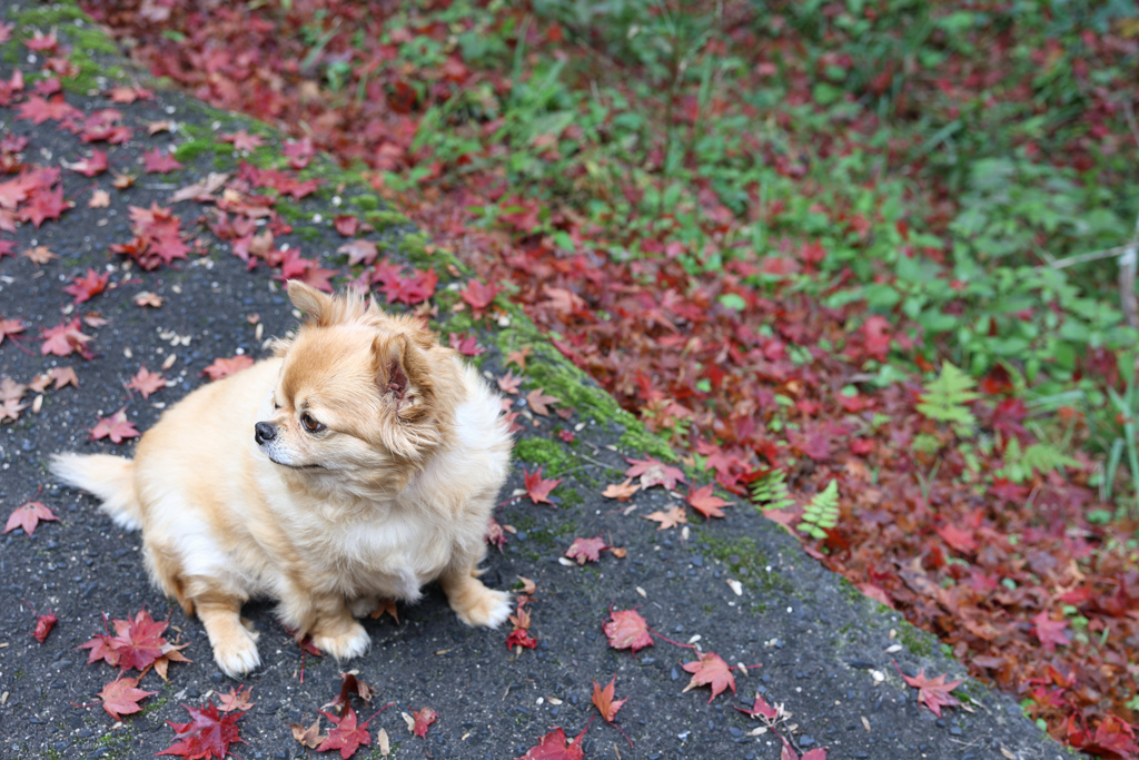 もみじ見てきたよ