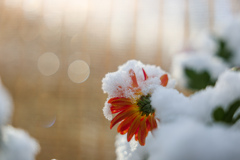 新雪を乗せて③