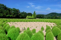 緑のコキア