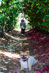 バラの季節も終わり