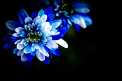 カラーリングマム