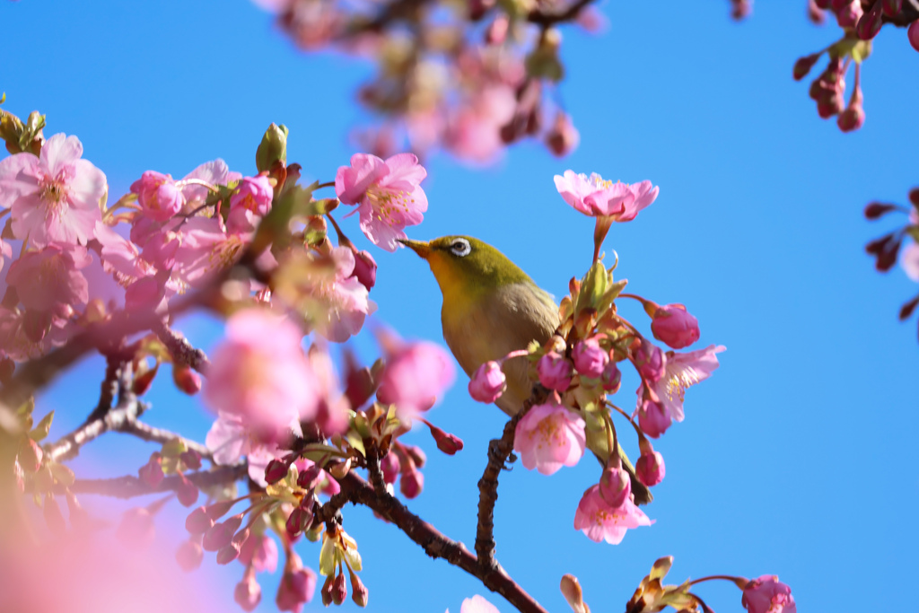 初メジロ撮り
