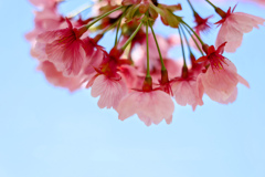 桜んぼ