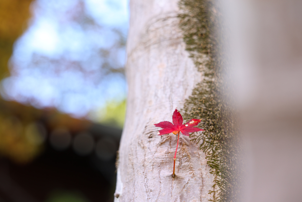 白い木にもみじ