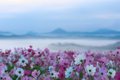 雲海とコスモス③