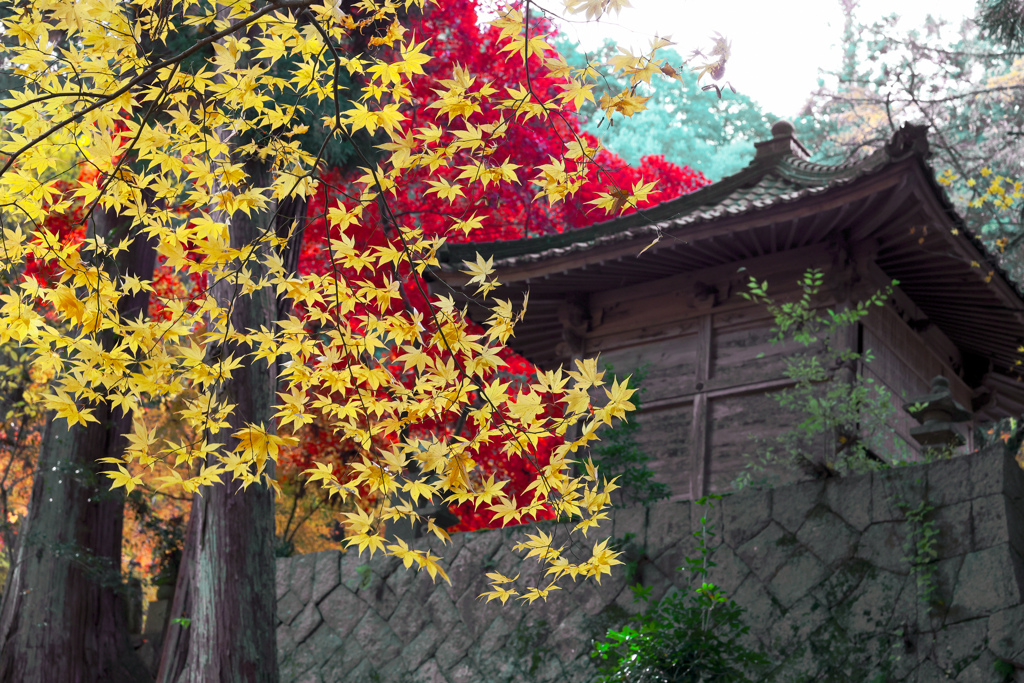 今高野山の紅葉